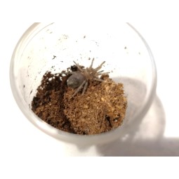 Tliltocatl vagans L5