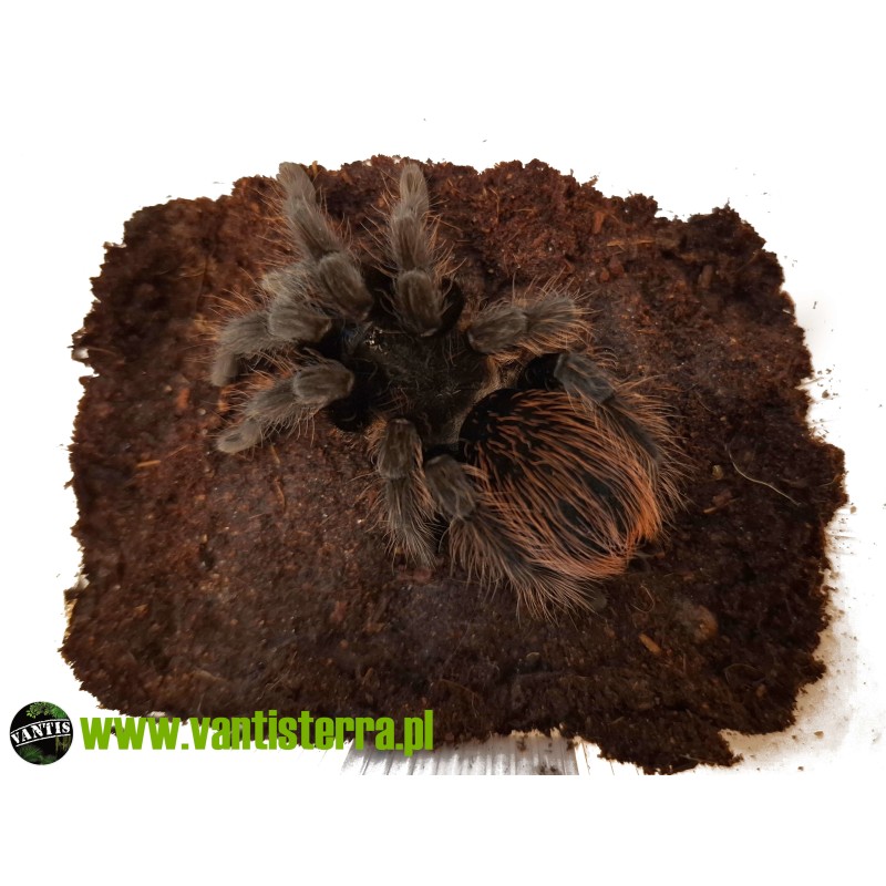 Tliltocatl vagans L3 | Ptaszniki | Vantis Terra Tliltocatl vagans L3 | Ptaszniki | Vantis Terra