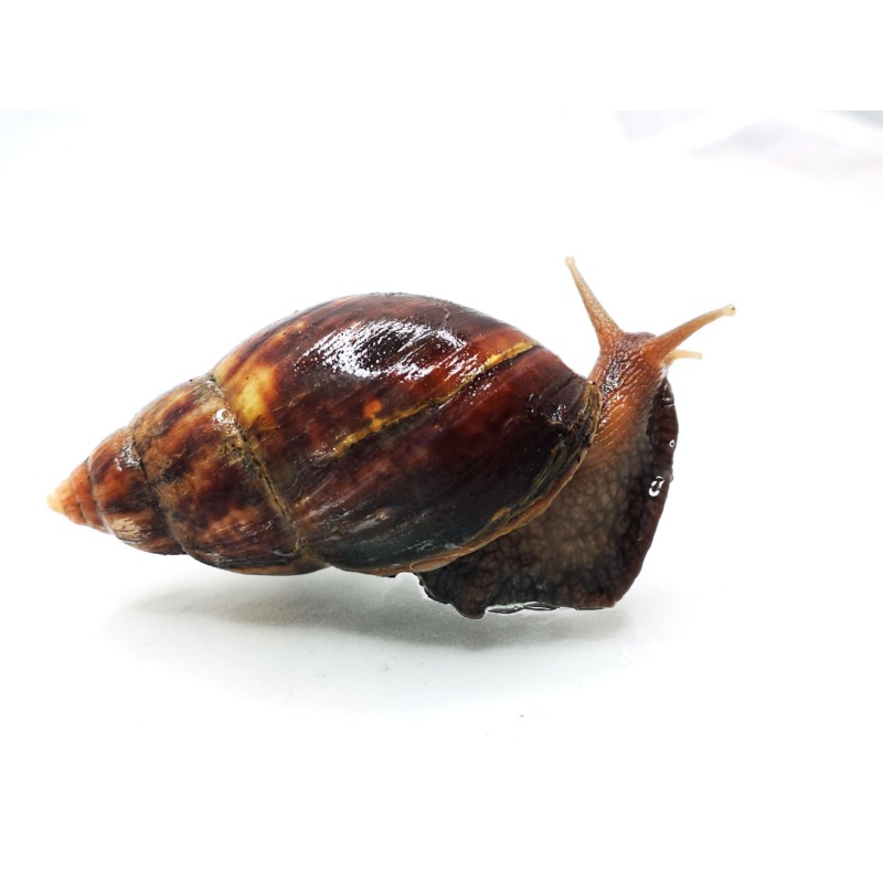 Ślimak Lissachatina fulica - młode | Mięczaki | Vantis Terra Ślimak Lissachatina fulica - młode | Mięczaki | Vantis Terra