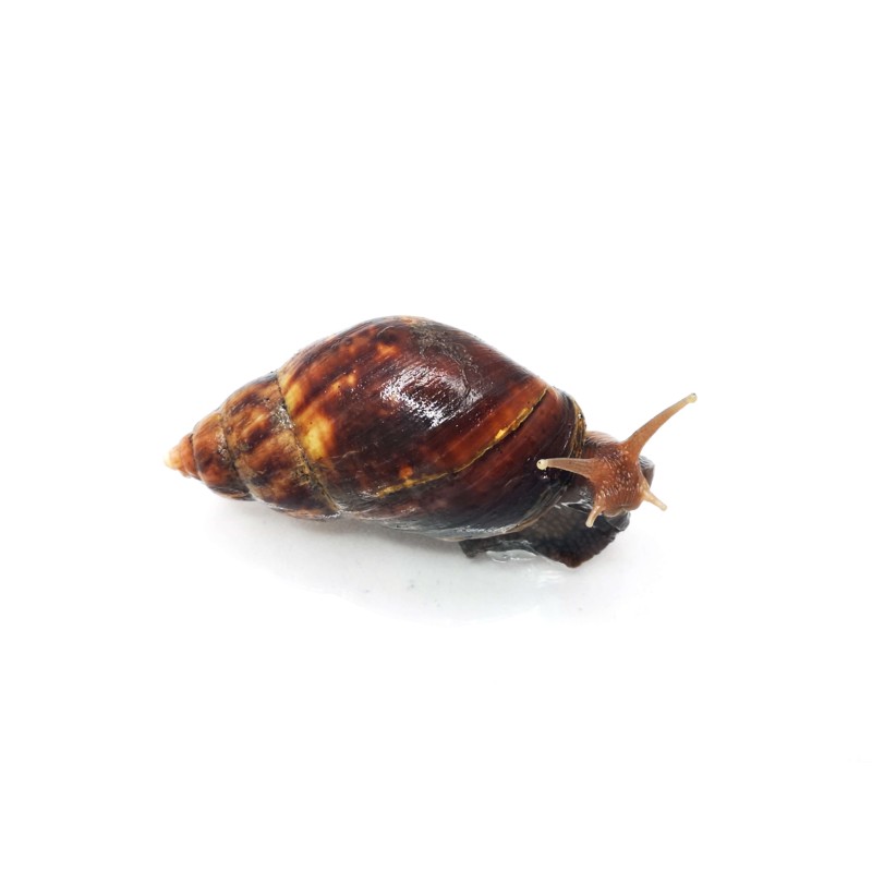 Ślimak Lissachatina fulica - młode | Mięczaki | Vantis Terra Ślimak Lissachatina fulica - młode | Mięczaki | Vantis Terra