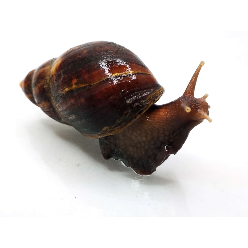 Lissachatina fulica - młode | Mięczaki | Vantis Terra Lissachatina fulica - młode | Mięczaki | Vantis Terra