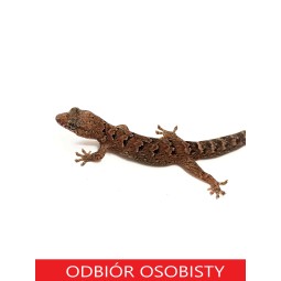 Gekon Bavayia geitaina - Ns