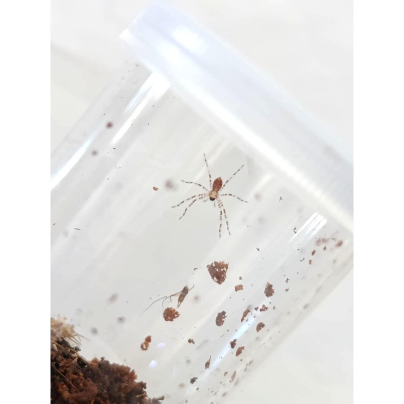 Heteropoda boiei L3 | Pająki Właściwe | Vantis Terra Heteropoda boiei L3 | Pająki Właściwe | Vantis Terra