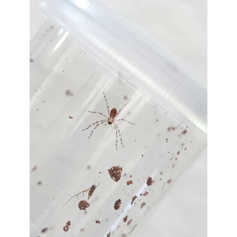 Heteropoda boiei L3 | Pająki Właściwe | Vantis Terra Heteropoda boiei L3 | Pająki Właściwe | Vantis Terra