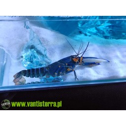 Rak Blue moon lobster (Cherax boesemani) | Skorupiaki | Vantis Terra