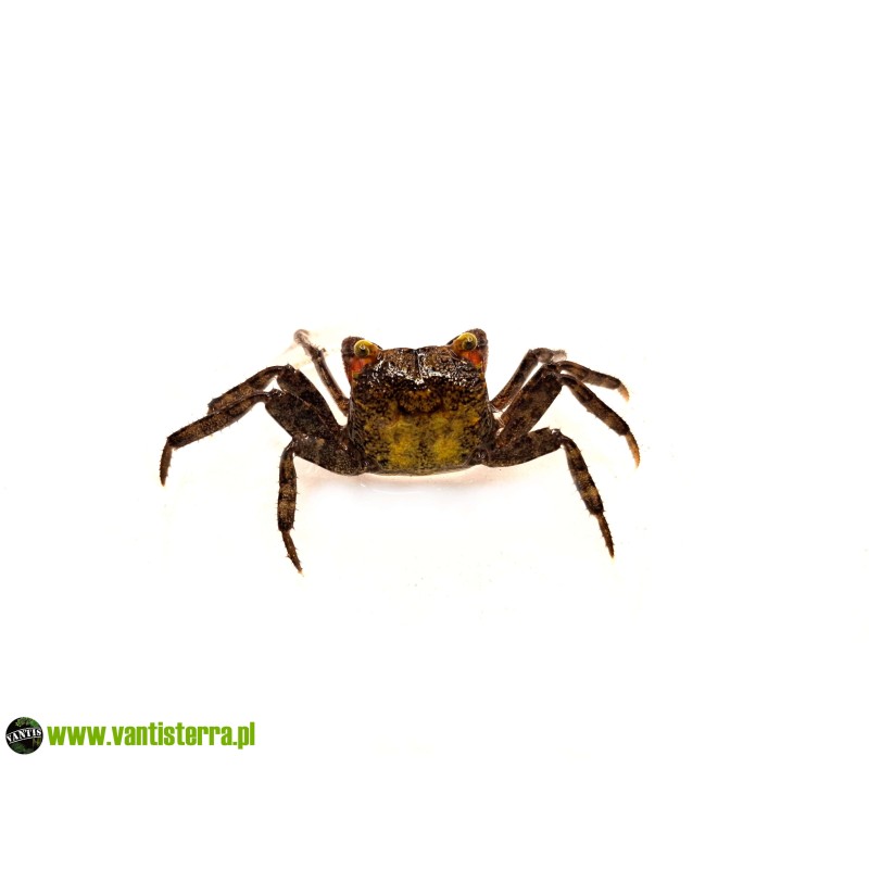 Geosesarma dennerle - Krab vampir | Skorupiaki | Vantis Terra