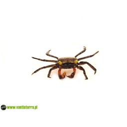 Krab vampir (Geosesarma dennerle) | Skorupiaki | Vantis Terra