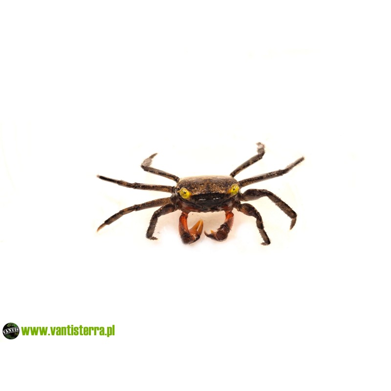 Geosesarma dennerle - Krab vampir | Skorupiaki | Vantis Terra