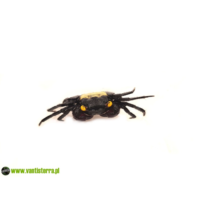 Geosesarma dennerle - Krab vampir | Skorupiaki | Vantis Terra