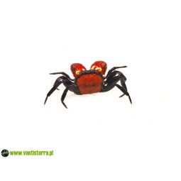 Krab red devil (Geosesarma...