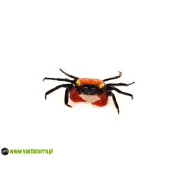 Geosesarma hagen - Krab red devil | Skorupiaki | Vantis Terra