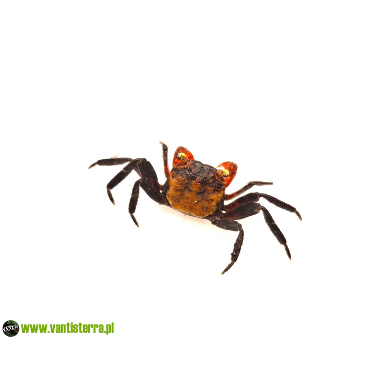 Geosesarma hagen - Krab red devil | Skorupiaki | Vantis Terra