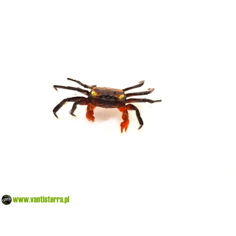 Geosesarma hagen - Krab red devil | Skorupiaki | Vantis Terra
