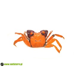 Zwierzęta | Vantis Terra