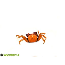 Geosesarma tiomanicum - Krab disco | Skorupiaki | Vantis Terra