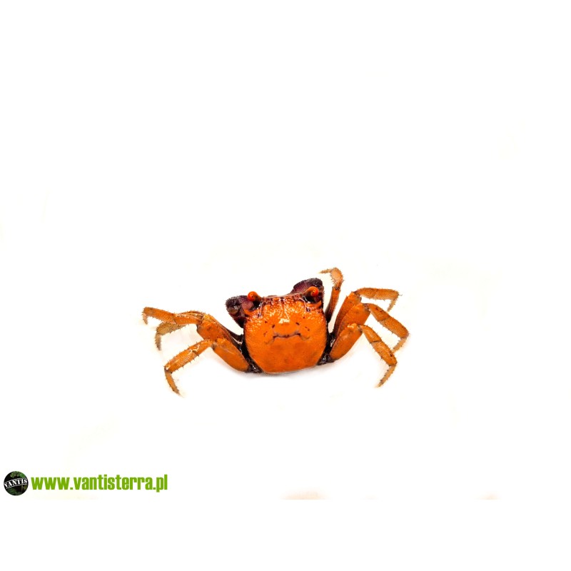 Geosesarma tiomanicum - Krab disco | Skorupiaki | Vantis Terra