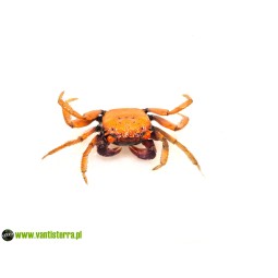 Geosesarma tiomanicum - Krab disco | Skorupiaki | Vantis Terra