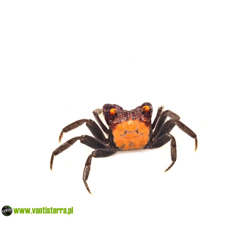 Krab Vampire Carnaval (Geosesarma sp. Vampire Carnaval) | Skorupiaki | Vantis Terra