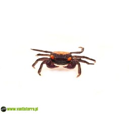 Geosesarma sp. Vampire Carnaval - Krab Vampire Carnaval | Skorupiaki | Vantis Terra