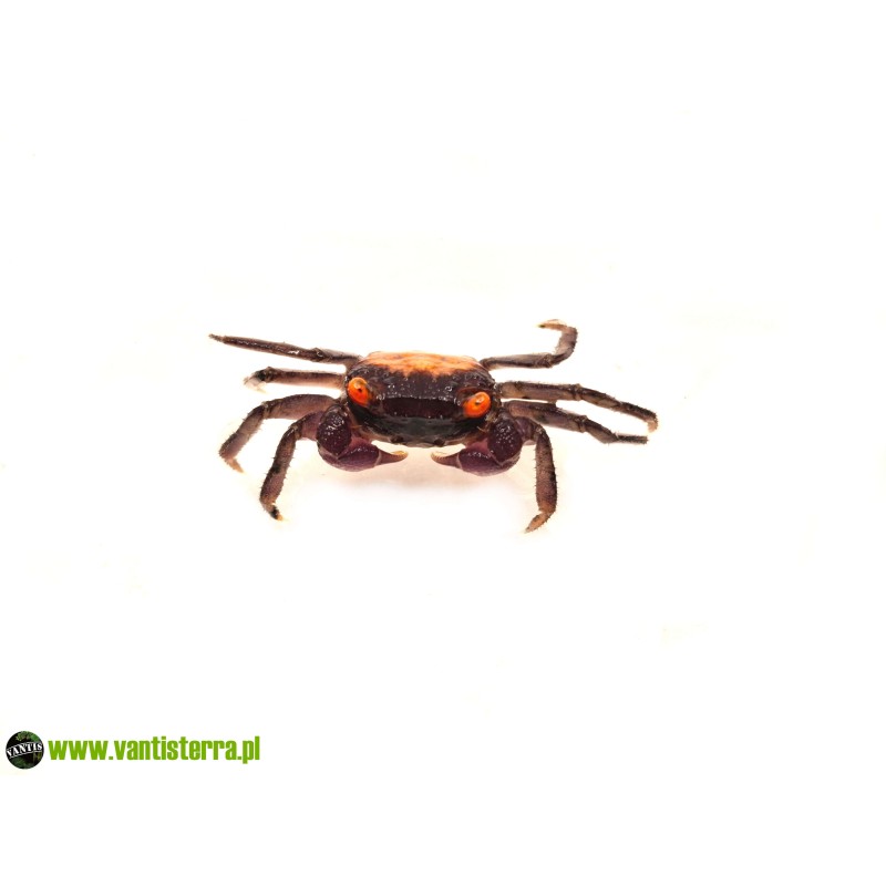 Geosesarma sp. Vampire Carnaval - Krab Vampire Carnaval | Skorupiaki | Vantis Terra Geosesarma sp. Vampire Carnaval - Krab Vampire Carnaval | Skorupiaki | Vantis Terra