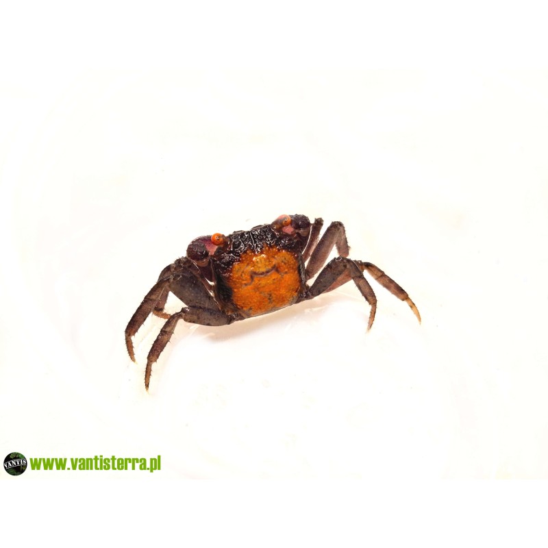 Geosesarma sp. Vampire Carnaval - Krab Vampire Carnaval | Skorupiaki | Vantis Terra Geosesarma sp. Vampire Carnaval - Krab Vampire Carnaval | Skorupiaki | Vantis Terra