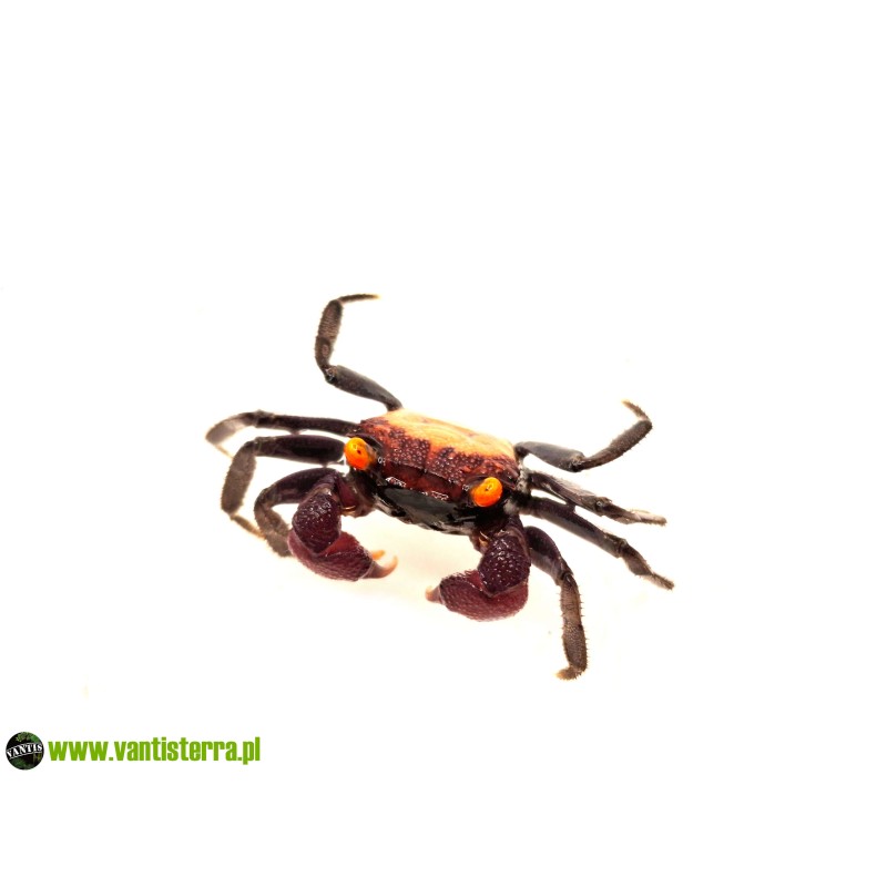 Geosesarma sp. Vampire Carnaval - Krab Vampire Carnaval | Skorupiaki | Vantis Terra Geosesarma sp. Vampire Carnaval - Krab Vampire Carnaval | Skorupiaki | Vantis Terra