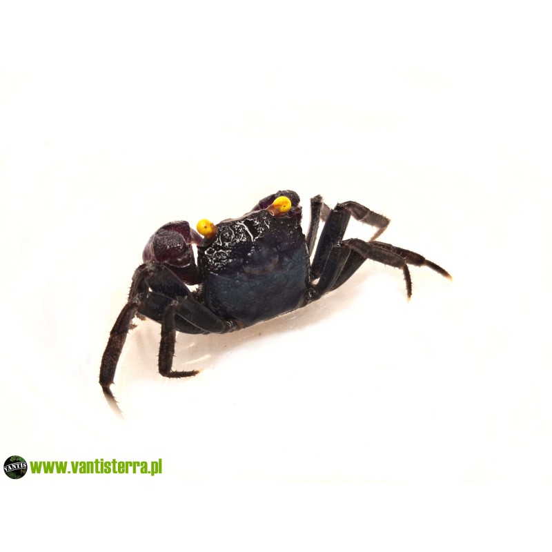 Geosesarma sp. Blue Devil - Krab Blue Devil | Skorupiaki | Vantis Terra