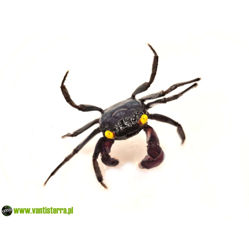Geosesarma sp. Blue Devil - Krab Blue Devil | Skorupiaki | Vantis Terra
