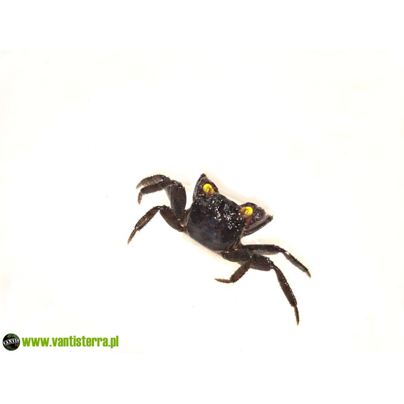 Geosesarma sp. Blue Devil - Krab Blue Devil | Skorupiaki | Vantis Terra