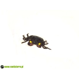 Geosesarma sp. Blue Devil - Krab Blue Devil | Skorupiaki | Vantis Terra