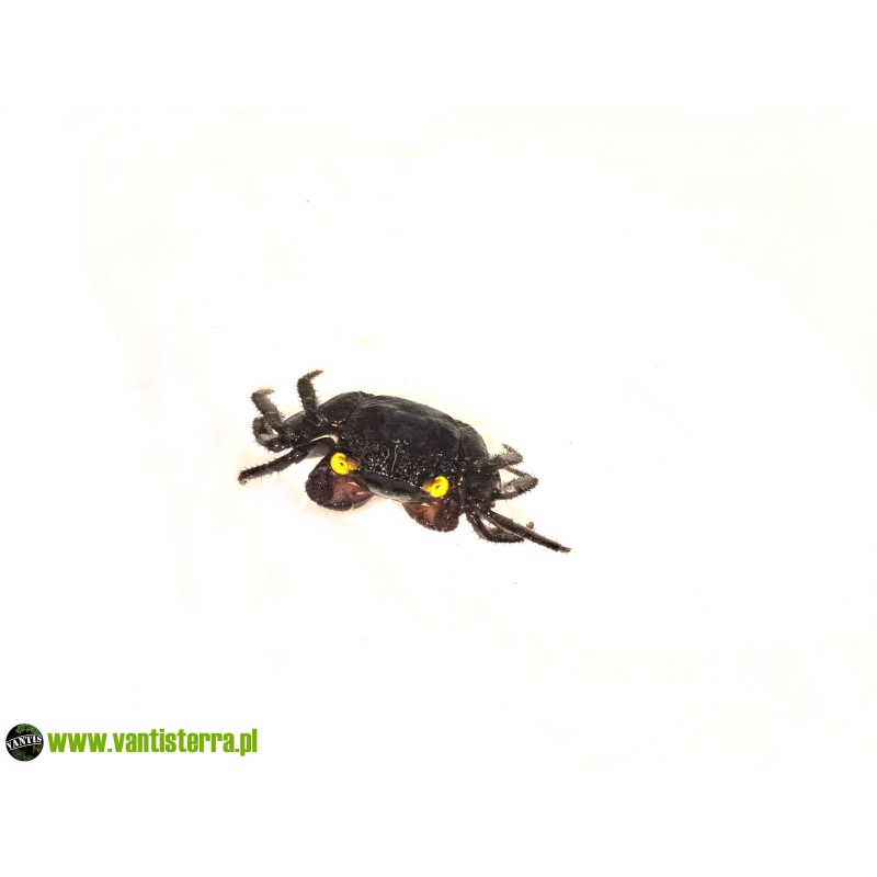 Geosesarma sp. Blue Devil - Krab Blue Devil | Skorupiaki | Vantis Terra