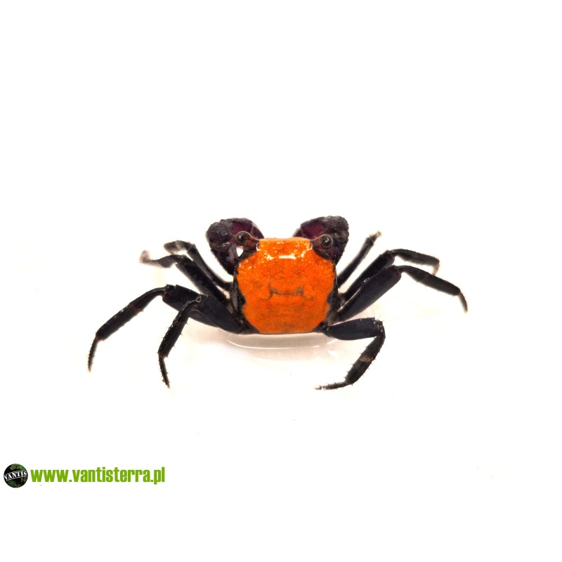 Geosesarma sp. Halloween - Krab Halloween | Skorupiaki | Vantis Terra