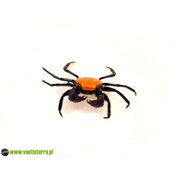 Geosesarma sp. Halloween - Krab Halloween | Skorupiaki | Vantis Terra