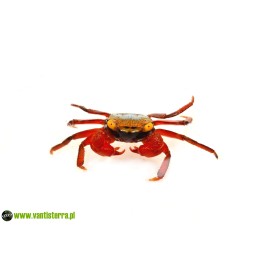 Geosesarma riani - Krab Rainbow | Skorupiaki | Vantis Terra