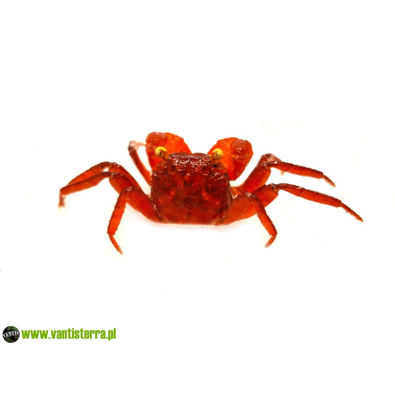 Geosesarma sp. Blood - Krab Blood | Skorupiaki | Vantis Terra