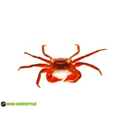 Geosesarma sp. Blood - Krab Blood | Skorupiaki | Vantis Terra
