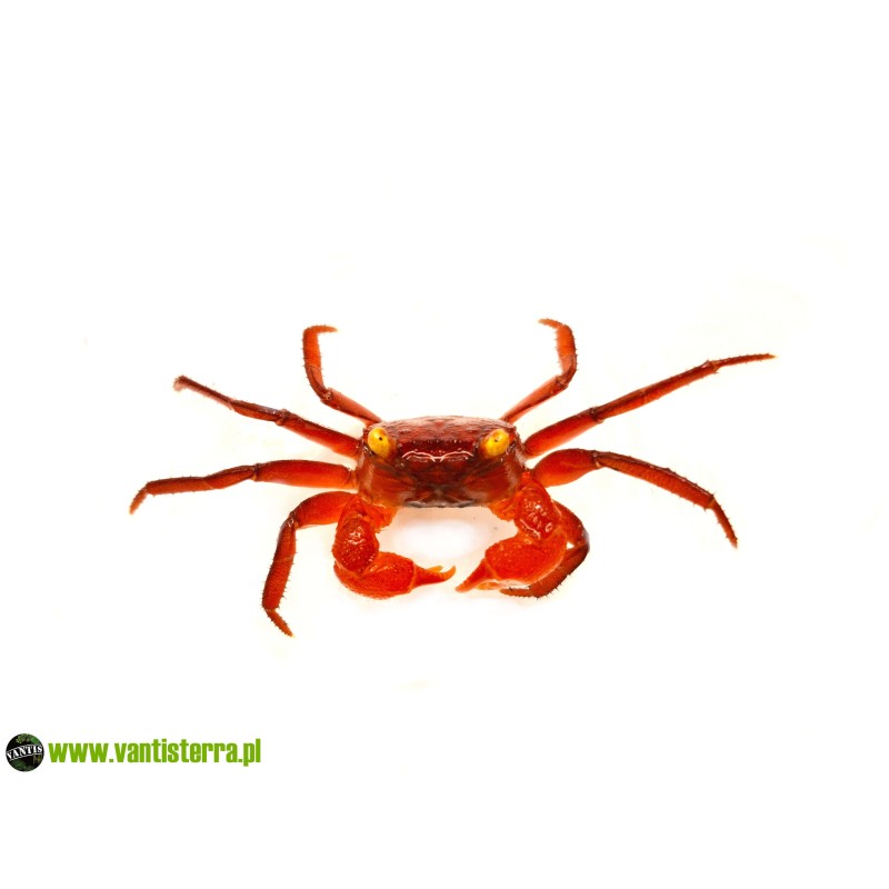 Geosesarma sp. Blood - Krab Blood | Skorupiaki | Vantis Terra