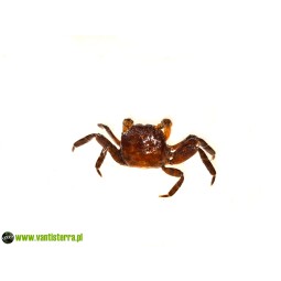 Geosesarma sp. Blood - Krab Blood | Skorupiaki | Vantis Terra