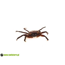 Geosesarma sp. Blood - Krab Blood | Skorupiaki | Vantis Terra