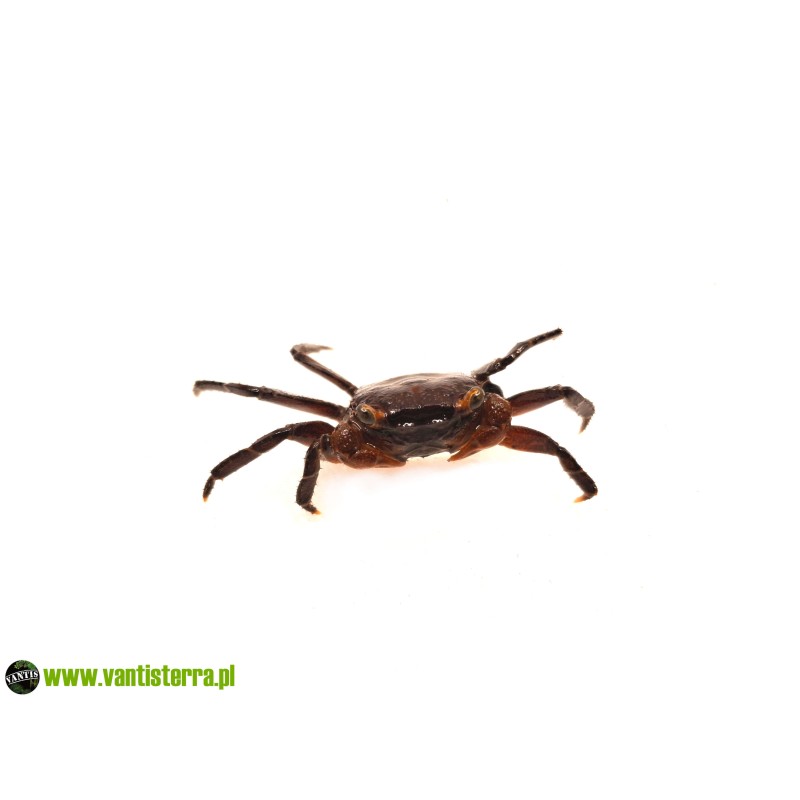 Geosesarma sp. Blood - Krab Blood | Skorupiaki | Vantis Terra