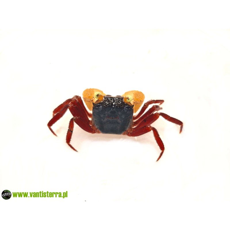 Geosesarma sp. White Mandarin - Krab White Mandarin | Skorupiaki | Vantis Terra