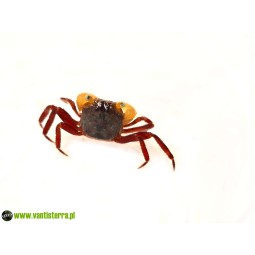 Krab White Mandarin (Geosesarma sp. White Mandarin) | Skorupiaki | Vantis Terra