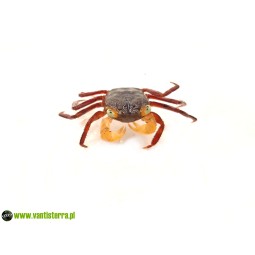 Geosesarma sp. White Mandarin - Krab White Mandarin | Skorupiaki | Vantis Terra