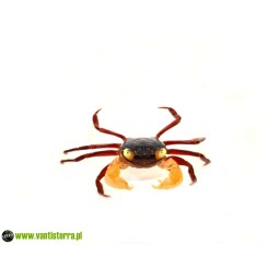 Geosesarma sp. White Mandarin - Krab White Mandarin | Skorupiaki | Vantis Terra