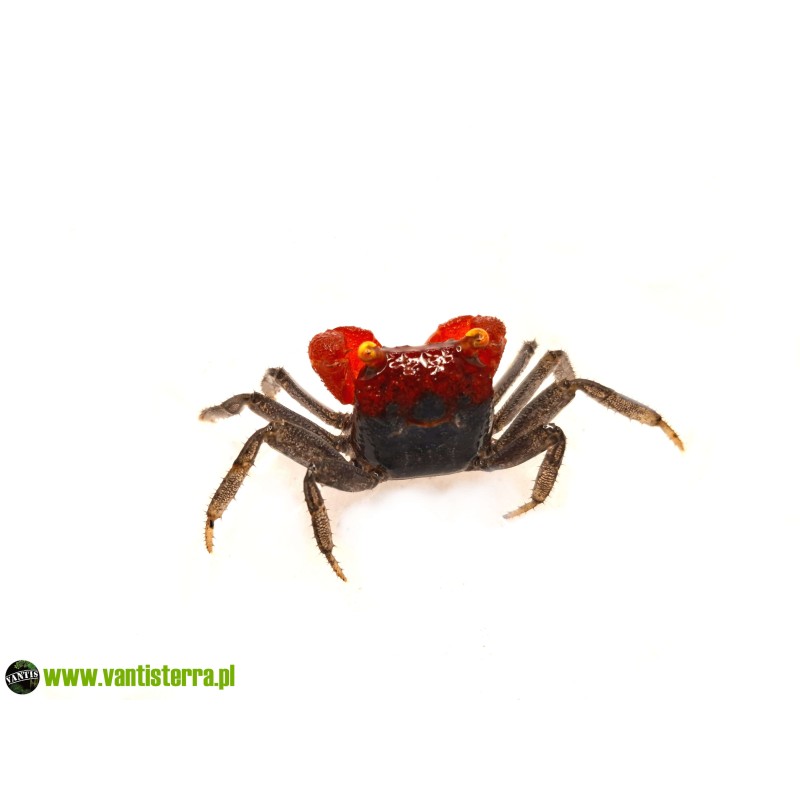 Krab Red Clow (Geosesarma sp. Red Clow) | Skorupiaki | Vantis Terra