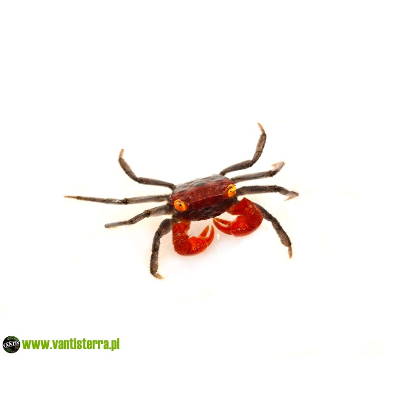 Geosesarma sp. Ronin - Krab Ronin | Skorupiaki | Vantis Terra