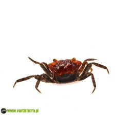 Geosesarma sp. Ronin - Krab Ronin | Skorupiaki | Vantis Terra