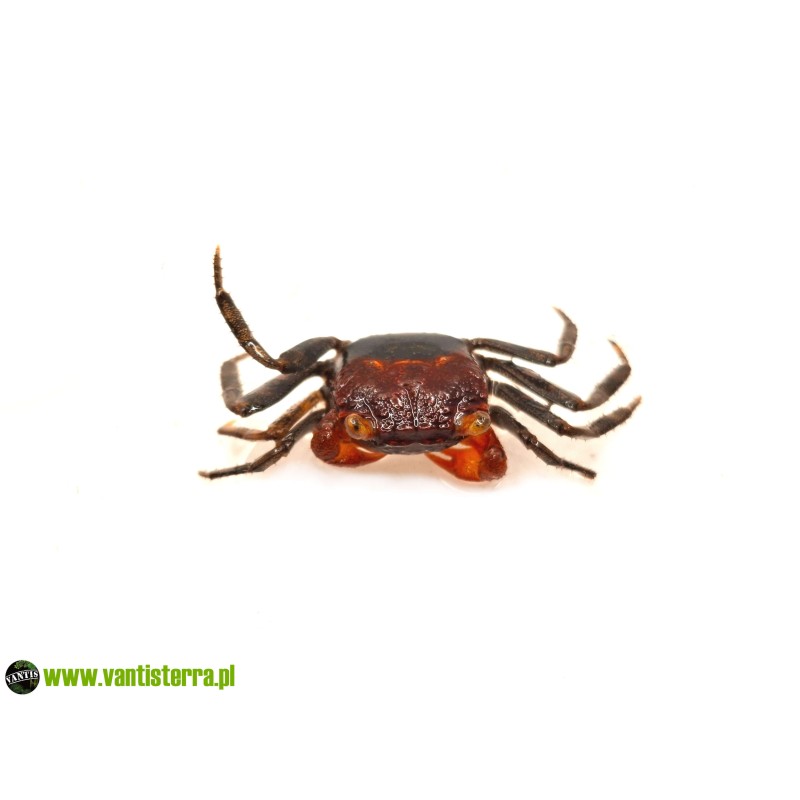 Geosesarma sp. Ronin - Krab Ronin | Skorupiaki | Vantis Terra