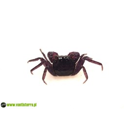 Skorupiaki | Vantis Terra