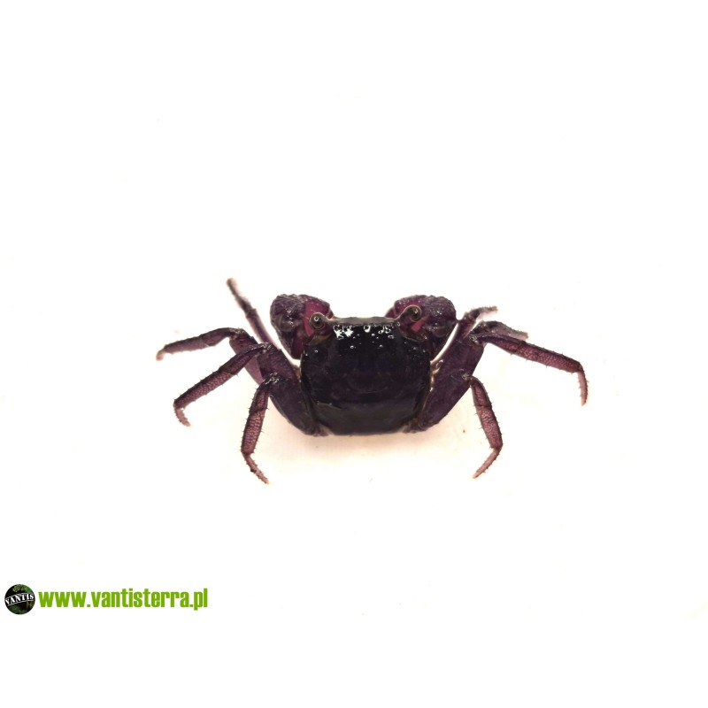 Geosesarma sp. Lavender - Krab Lavender | Skorupiaki | Vantis Terra